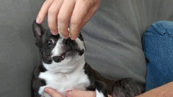 Honden GIF. Dieren Gifs Hond Mopshond Glimlach 