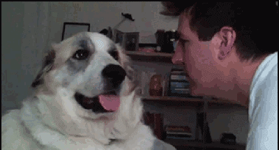 Dieren Gifs Hond klap slapping 