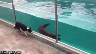 Dieren Gifs Hond laser been wijzer 