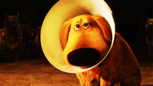 Dieren Muis Gifs Hond wtf speelbal 