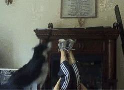 Honden GIF. Dieren Computer Gifs Hond Kijken 
