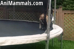 Honden GIF. Dieren Gifs Hond Gelukkig Hemel 