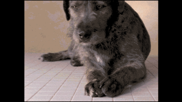 Dieren Schommel Gifs Hond 