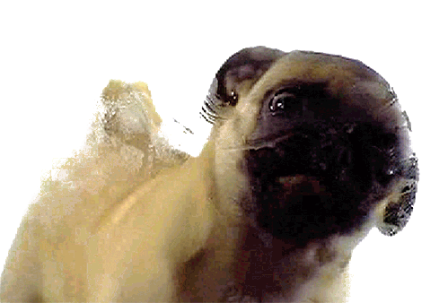 Dieren Gifs Hond 