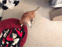 Honden GIF. Dieren Gifs Hond Truc Oversteken 