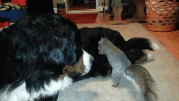 Dieren Gifs Hond overwinning surfing 