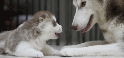 Dieren Puppy Gifs Hond 