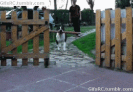 Honden GIF. Dieren Auto Gifs Hond Dier 