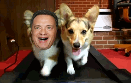 Dieren Puppy Gifs Hond 
