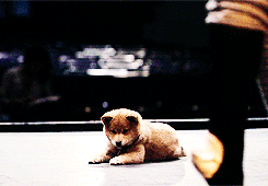 Honden GIF. Dieren Jongen Gifs Hond 