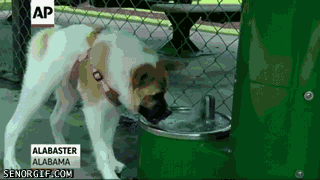 Dieren Gifs Hond doge stoppen 