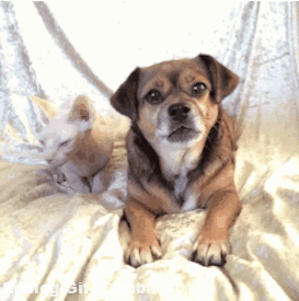 Honden GIF. Dieren Gifs Hond Ontvangst 