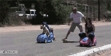 Honden GIF. Dieren Gifs Hond Mopshond 