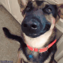 Dieren Puppy Gifs Hond schudden 
