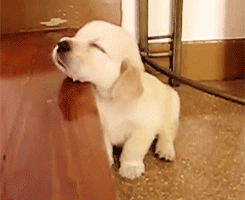 Baby GIF. Dieren Baby Gifs Hond 
