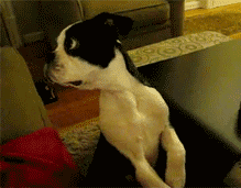 Honden GIF. Dieren Schommel Gifs Hond 