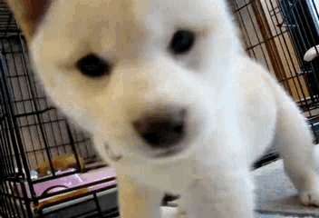 Dieren Puppy Gifs Hond 