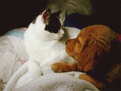 Honden GIF. Dieren Basketbal Gifs Hond 