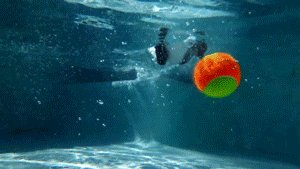 Honden GIF. Dieren Puppy Lopen Gifs Hond 