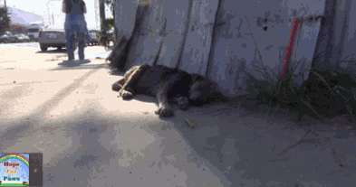 Dieren Gifs Hond zittend meubilair 