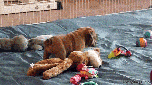 Dieren Gifs Hond vreemd 