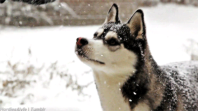 Dieren Gifs Hond deur klop 