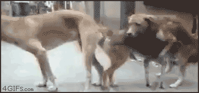 Dieren Tong Gifs Hond 