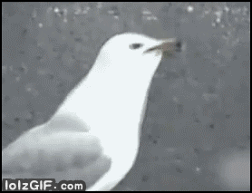 Honden GIF. Dieren Puppy Gifs Hond 