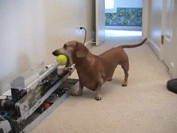 Honden GIF. Dieren Schattig Puppy Gifs Hond 