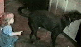 Honden GIF. Dieren Puppy Gifs Hond 