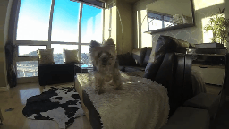 Honden GIF. Dieren Gifs Hond Koel Drama 