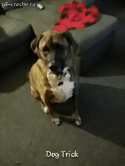 Honden GIF. Dieren Gifs Hond Klap Slapping 