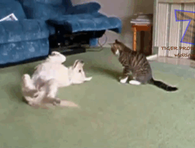 Honden GIF. Dieren Puppy Sneeuw Gifs Hond 