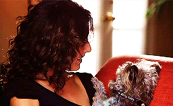 Honden GIF. Dieren Gifs Hond Spiegel Schroef 