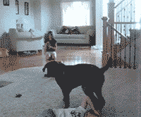 Honden GIF. Dieren Gifs Hond Deur Klop 