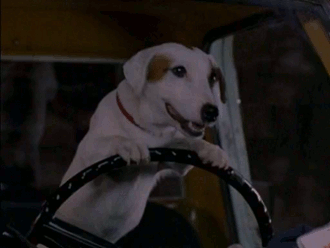 Dieren Zwemmen Gifs Hond teckel 