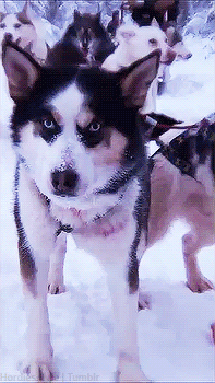 Dieren Puppy Gifs Hond pitbull 