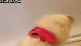 Honden GIF. Dieren Gifs Hond Oefening Kraakpanden 