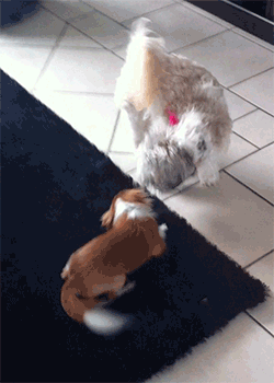 Dieren Puppy Gifs Hond 