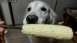 Dieren Jongen Gifs Hond 
