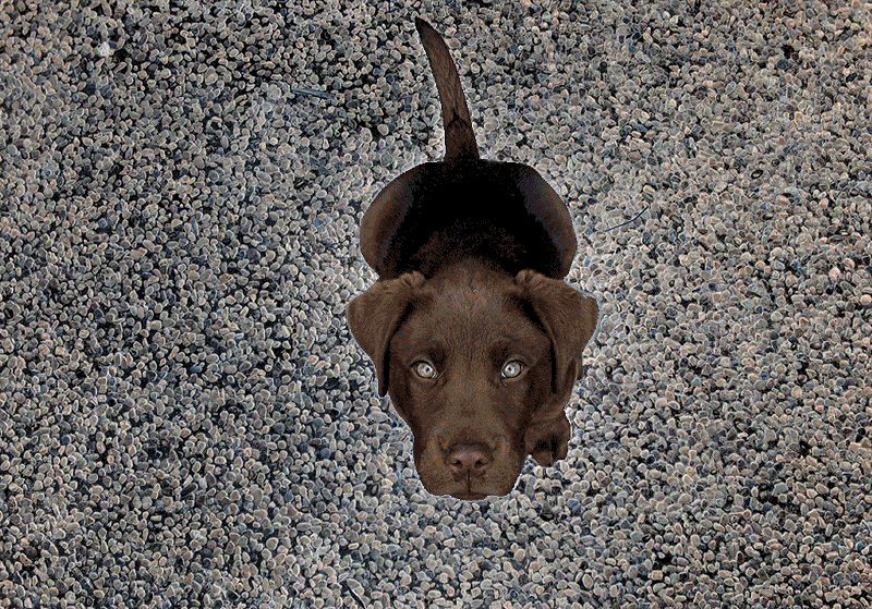 Dieren Gifs Hond rage corgi sla 