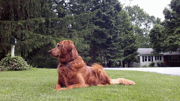 Dieren Gifs Hond wenkbrauwen 