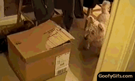 Honden GIF. Dieren Gifs Hond De+mens 