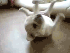 Honden GIF. Dieren Gifs Hond Het+eten 