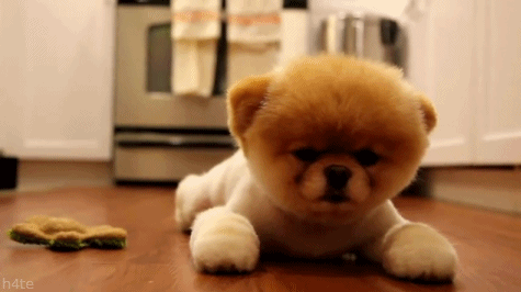 Dieren Gifs Hond jumping 
