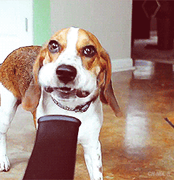 Dieren gebit Lucht Gifs Hond blazer 