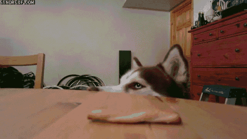 Dieren Gifs Hond zoute+krakeling 