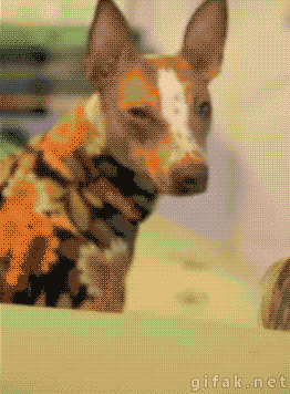 Dieren Gifs Hond ontvangst 