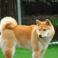 Honden GIF. Dieren Gifs Hond Trampoline 