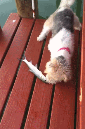 Dieren Gifs Hond zoute+krakeling 